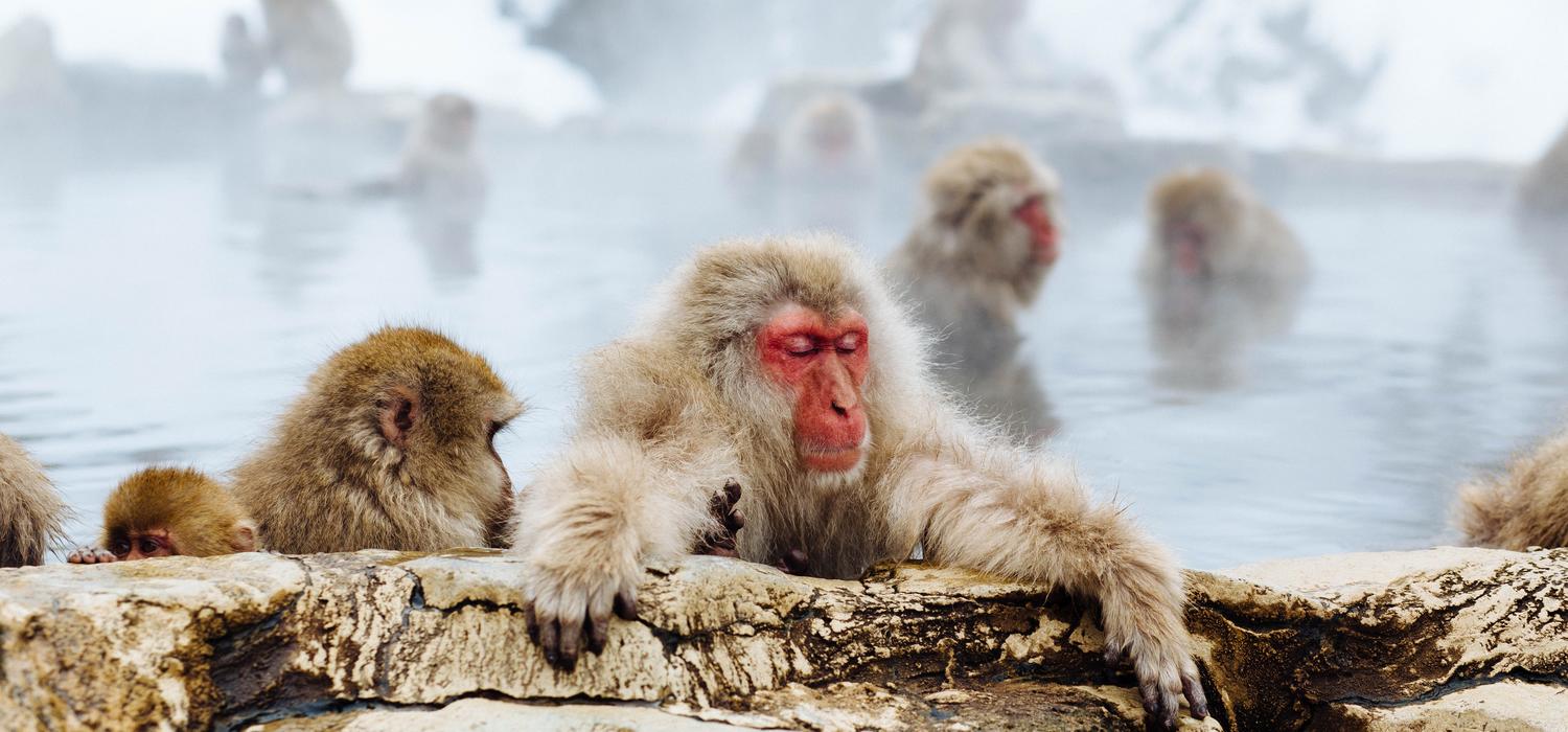 Japanese macaques enjoying a hot tub