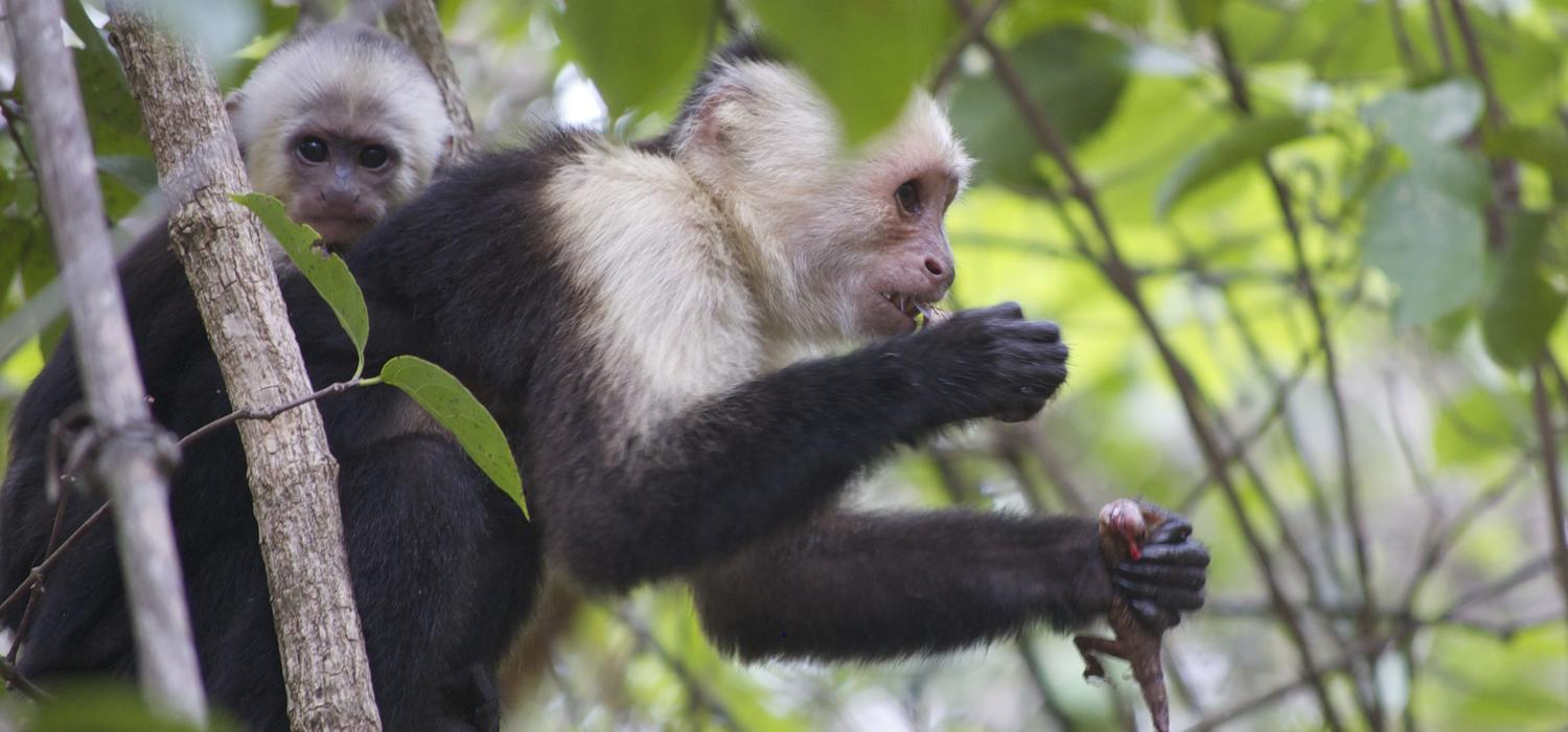 Capuchin mother and infant