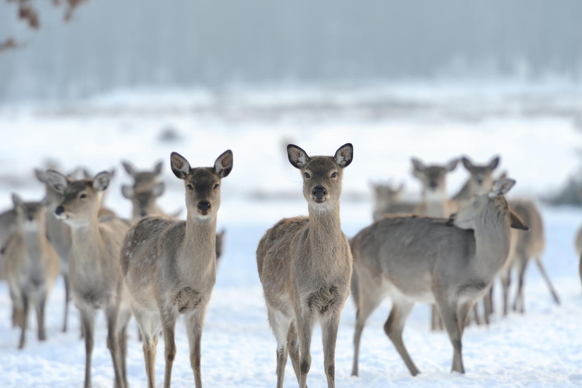 A herd of deer stand together in the snow.