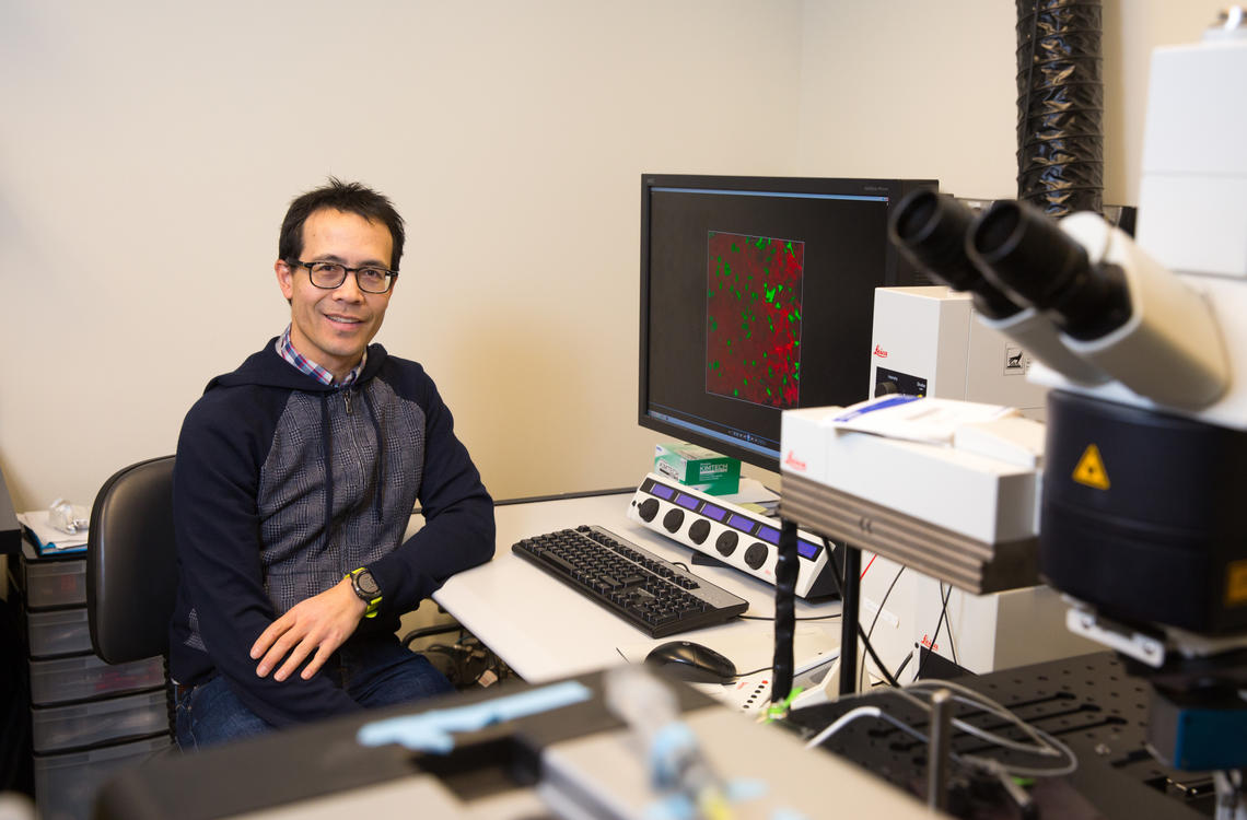 Dr. Bryan Yipp, assistant professor in the Department of Critical Care Medicine, and the associate director of the Leaders in Medicine program, is investigating the mechanisms of lung pulmonary inflammation. Photo by Riley Brandt, University of Calgary