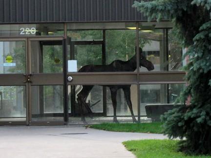 This young moose most likely thought it was jumping over a fence when it leaped through a glass window in the connecting hallway between Craigie Hall E and the Reeve Theatre.