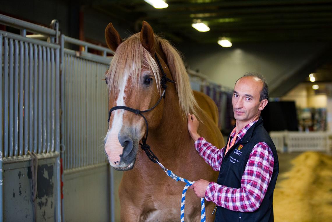 Renaud Léguillette completed a clinical trial of a method of examining a horse’s gut called capsule endoscopy.