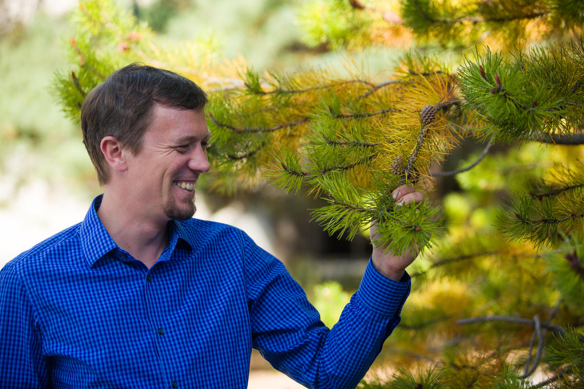 Researcher Sam Yeaman and international colleagues have found that pine and spruce use the same suite of 47 genes for local adaptation to low temperatures, even though the two distinct tree species took different evolutionary paths 140 million years ago – the same amount of time that separates humans and kangaroos.