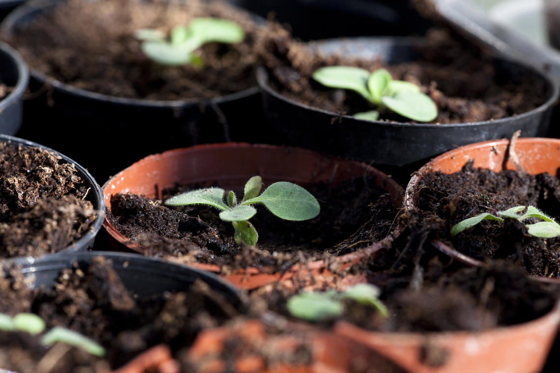 seedlings sprouting from small pots