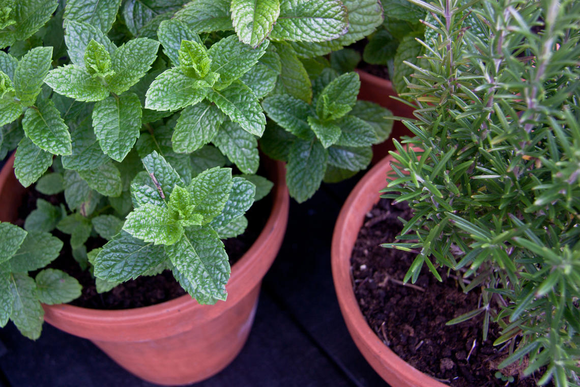 herb plants in terracotta pots