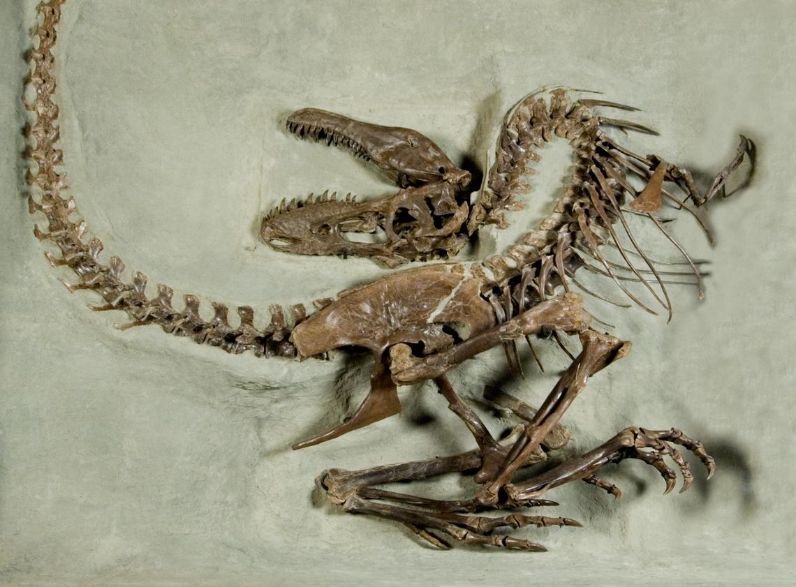 Gorgosaurus skeleton