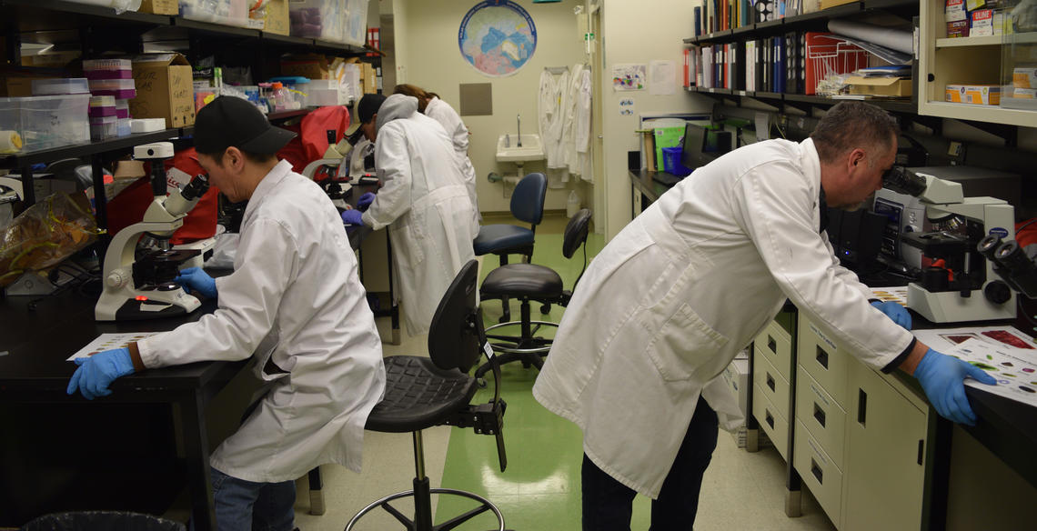 People in lab looking into microscopes