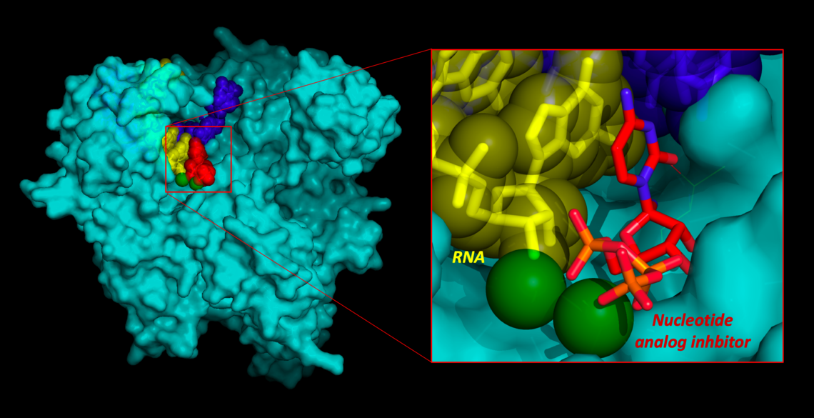Model COVID-19 polymerase enzyme bound to RNA & proposed inhibitor inspired by models of Remdesivir.
