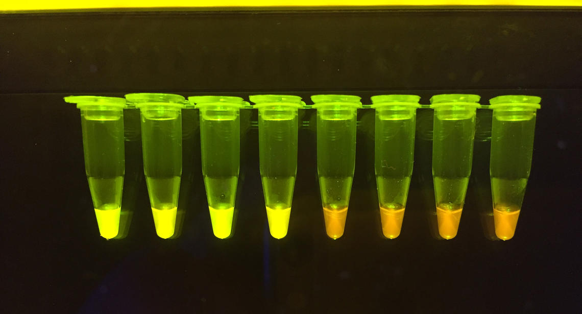 With this test, you can see a positive result for COVID-19 with the naked eye — the green-tipped ones are positive for the virus.