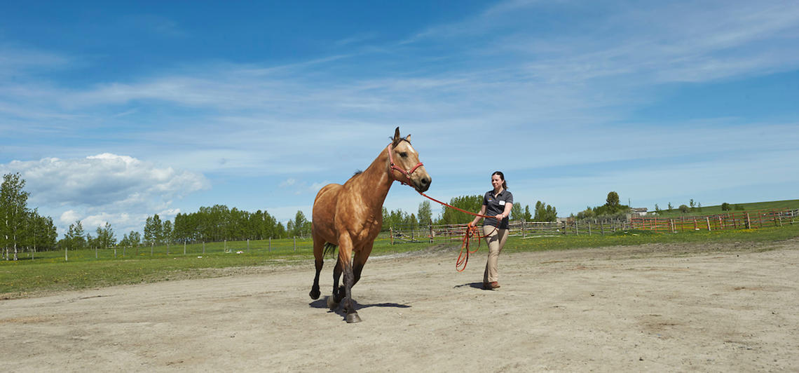 A student works with a horse during an equine rotation in 2019.