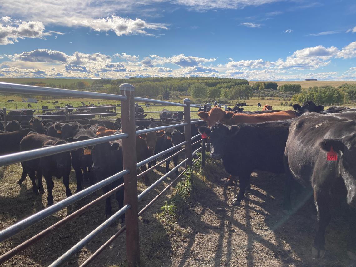 As part of the study, calves at W.A. Ranches were gradually weaned and separated from their mothers using a fence line separation method where the animals can still see and hear each other. 