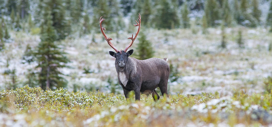 Wild caribou in the Rocky Mountains