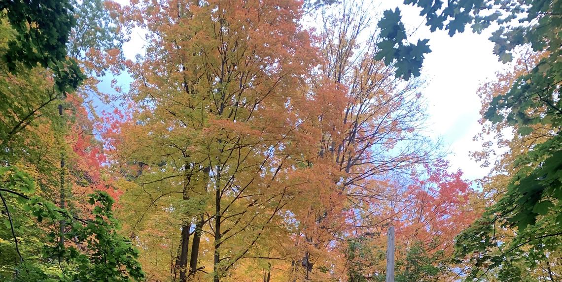 Trees in the fall
