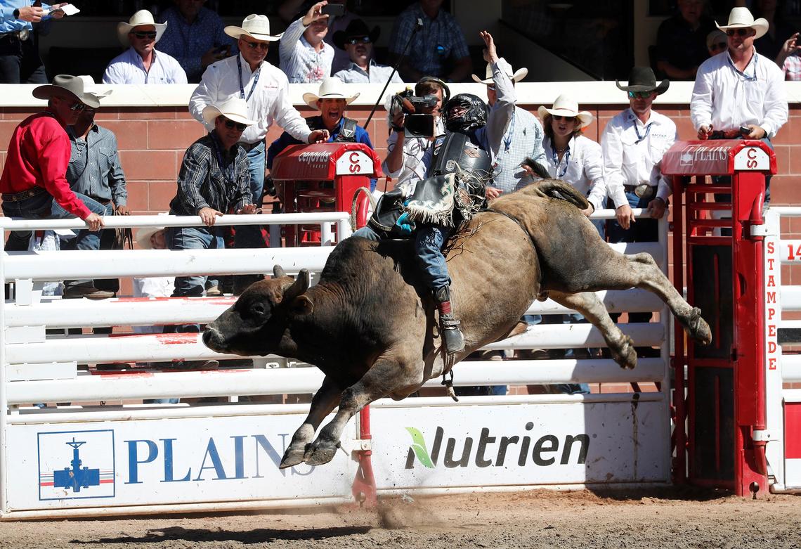 Vet med researchers are examining the behaviour of Stampede bulls and how factors associated with the bucking performance affect an animal's conduct.