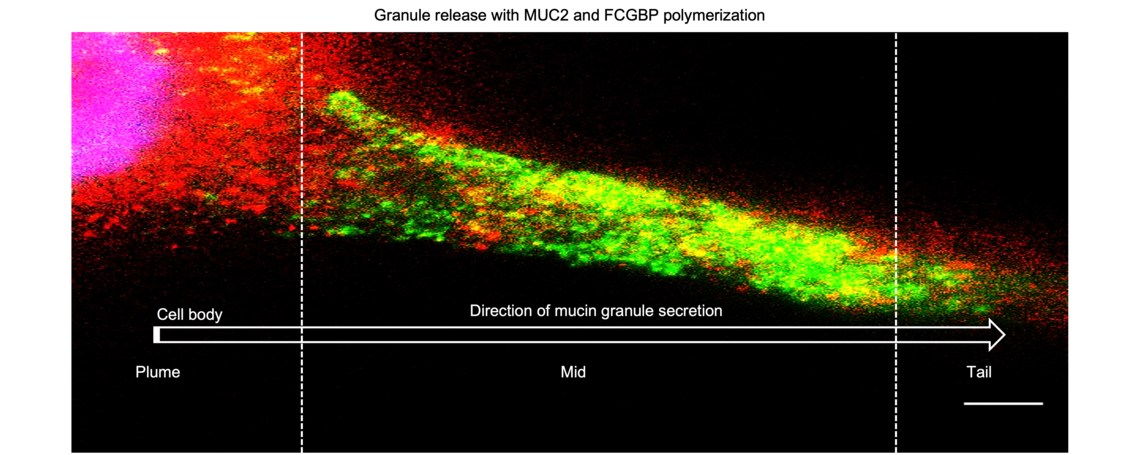 Results of the study revealed that MUC2 and FCGBP were colocalized in mucus granules and were secreted together to form the mucus barrier. Biochemical analysis revealed that MUC2 and FCGBP interacted via N-linked glycans, whereas FCGBP interacted covalently with other mucus associated proteins. Importantly, we have identified a cytoplasmic pool of FCGBP not bound to MUC2 mucin that enhanced wound healing by increasing the production of growth factors, cell migration and proliferation. 