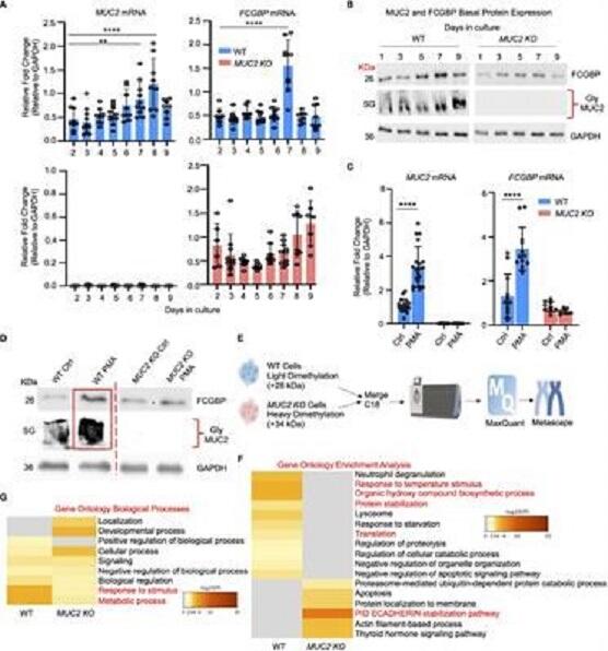 IgGFc-binding protein and MUC2 mucin produced by colonic goblet-like cells spatially interact non-covalently and regulate wound healing