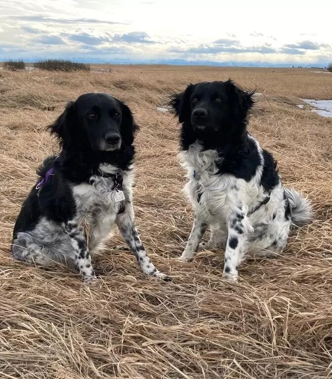 Two black and white dogs sitting together on a field