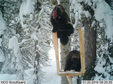 Two wolverines visit a bait station together.