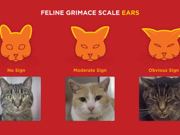 Cat grimaces