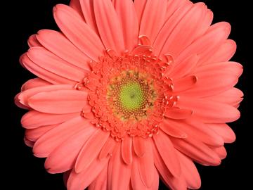 Flower head of Gerbera hybrida, on which hundreds of individual florets are arranged in a geometrically regular phyllotactic pattern consisting of Fibonacci numbers of left and right turning spirals. 