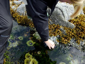 A student leans into a pool to reach for a sea anemone