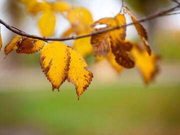 fall on main campus