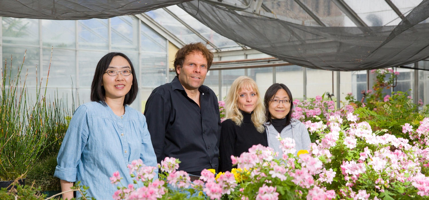 A University of Calgary-led research team, including Xue Chen, Peter Facchini, Jillian Hagel and Limei Chang, has discovered the gene for a new protein crucial for naturally and efficiently producing a compound in opium poppy plants used to make opiate pain-killing drugs.