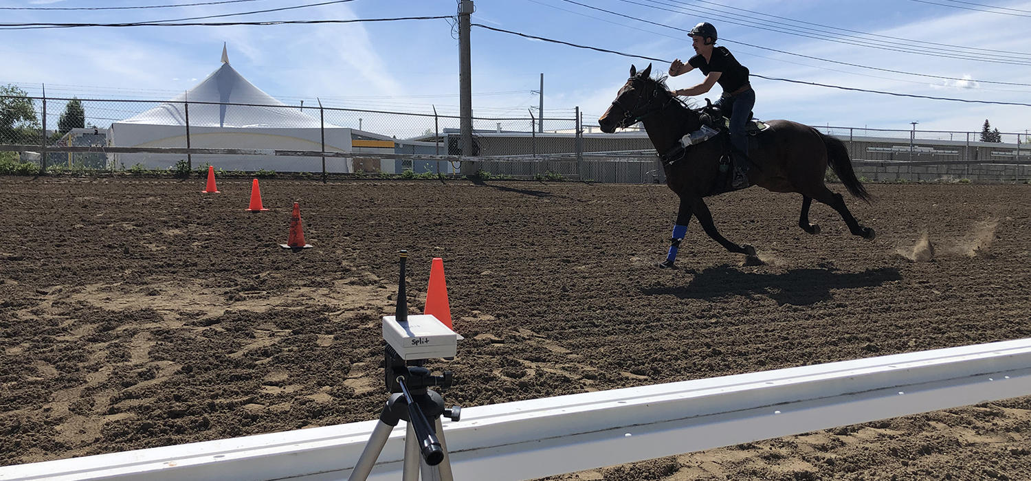 Chuckwagon horse galloping with a rider