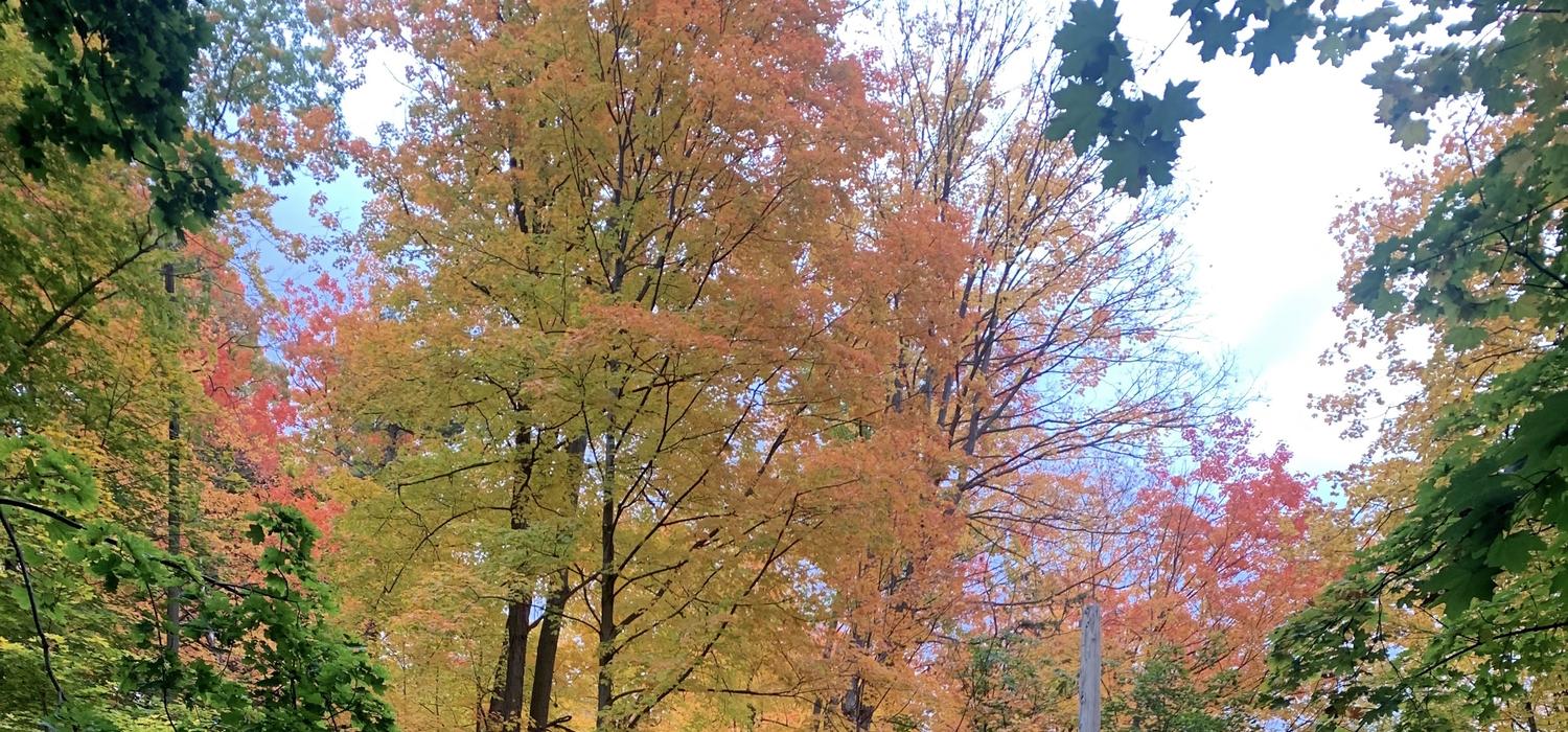 Trees in the fall