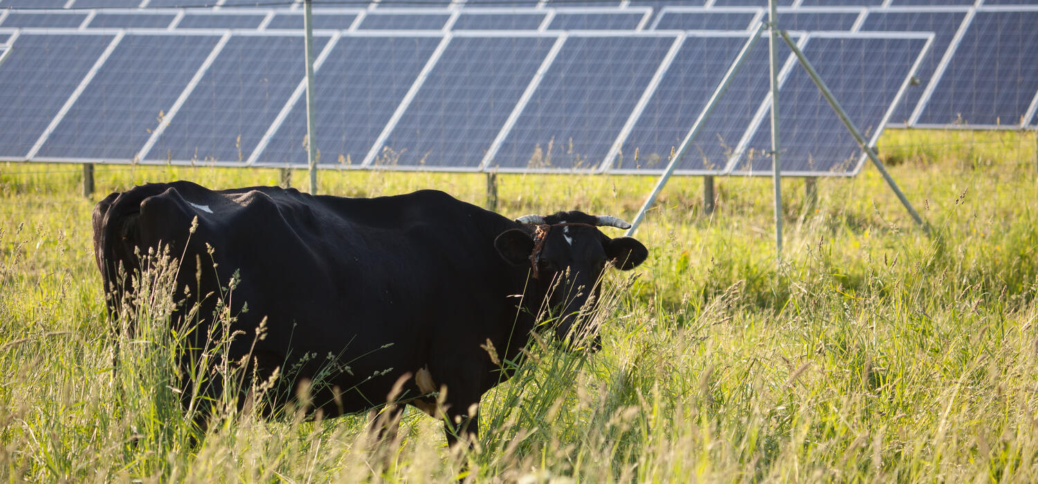 A shot of a cow grazing in a field with a solar panel behind it