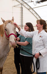 Breanna Domak takes a shine to Skipper as she learns a bit about horse health from animal health tech Lisa Colangeli.