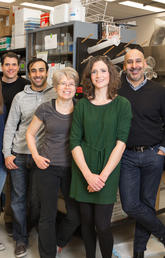 A new study by UCalgary scientists may help explain why people get stressed out just hearing about someone’s stressful experience. The paper’s authors are, from left: Tamás Füzesi, Nuria Daviu, David Rosenegger, Neilen Rasiah, Dinara Baimoukhametova, Toni-Lee Sterley (lead author), Jaideep Bains (principal investigator), and Agnieszka Zurek. Photo by Adrian Shellard, for the Hotchkiss Brain Institute
