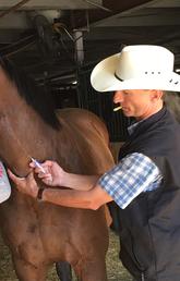 Renaud Léguillette takes a blood sample from Zoe, one of Mark Sutherland's chuckwagon horses.