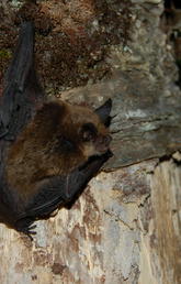A Northern long-eared bat.  Photo courtesy Jordi Segers, CWHC
