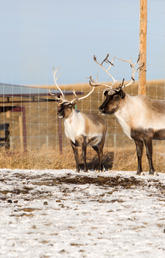 Researchers are studying the small reindeer herd at the University of Calgary's Wildlife Research Station, at the Spyhill Campus.