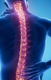 Spinal Cord, Nerve Injury and Pain
