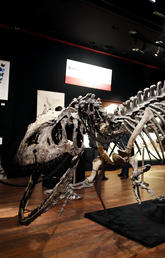 110-million-year-old raptor skeleton
