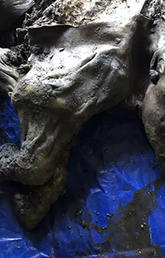 Intact woolly mammoth baby uncovered in northwestern Canada (Dan Shugar)