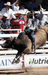 How do bucking bulls really feel about rodeos?