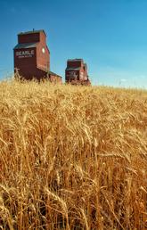 Innovative research helps improve wheat crops’ resilience, yield, and nutrient value 