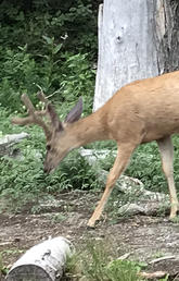 Chronic wasting disease may transmit to humans, research finds