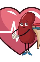 cartoon kidney with heart