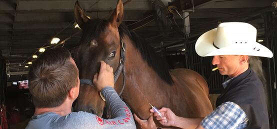 Vet Med's Renaud Léguillette checks out new way to test chuckwagon horse fitness