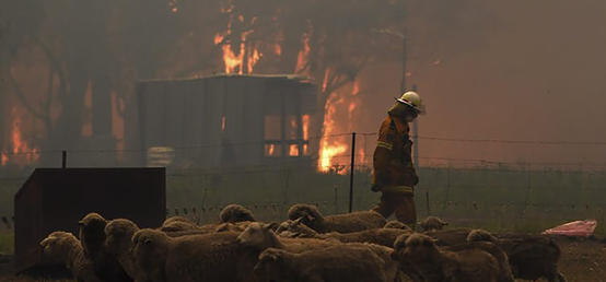 How wildfire smoke affects pets and other animals