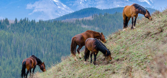 What do you do when a group of wild horses stirs up trouble on private lands?