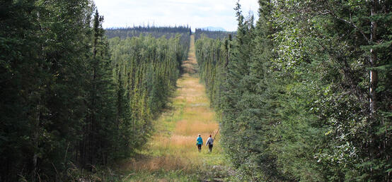 UCalgary prof in partnership to help reduce boreal forest disruption from oil and gas exploration