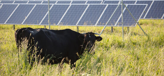 Moo-ve on over, there’s an exciting new solar project in town 