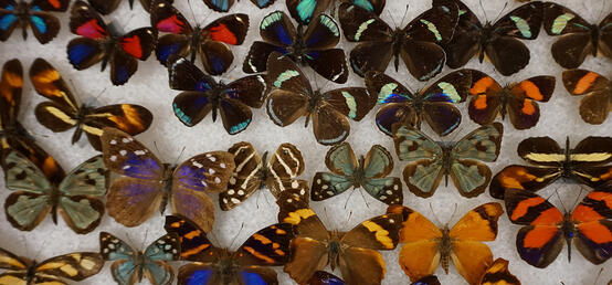 Why U Calgary wants your help digitizing rare plants and butterflies