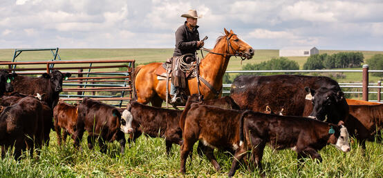 Vet med researchers continue important work with Stampede on animal safety