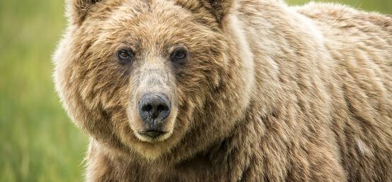 Alberta government creates new wildlife management approach due to ‘problem grizzlies’